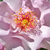 Roz - Trandafir pentru straturi Floribunda - Odyssey